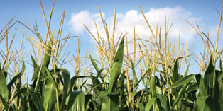 corn-biofuel