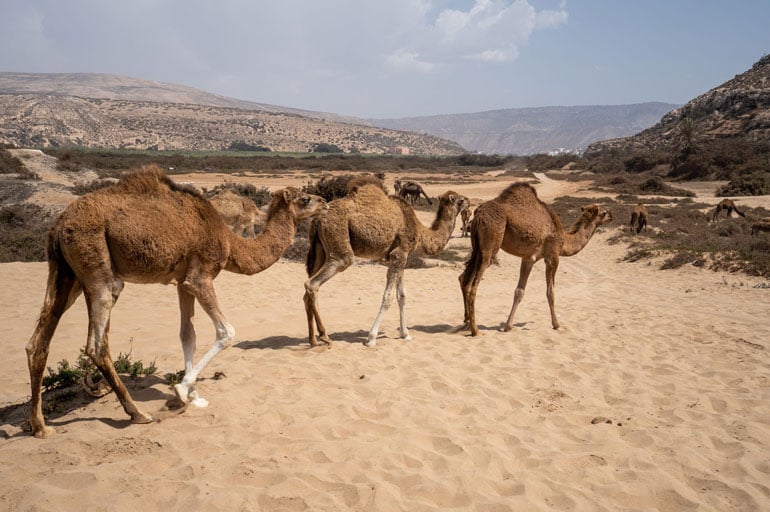 herd-of-camels-walking-desert