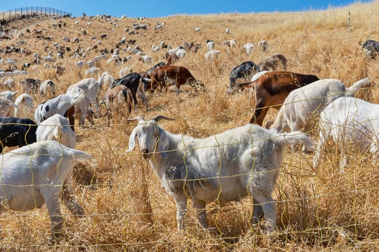 herd-of-goats-grazing-pasture