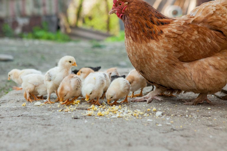 mother-hen-and-chicks