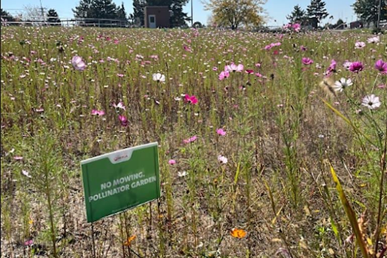 pollinator-garden